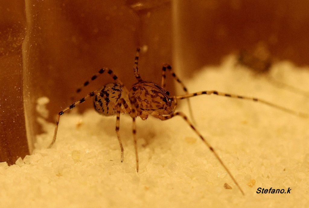 Scytodes thoracica - Trieste (TS)